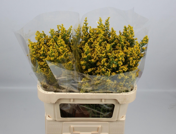 <h4>SOLI SUNNY GLORY</h4>