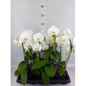 Phalaenopsis  'Ant Glasgow'