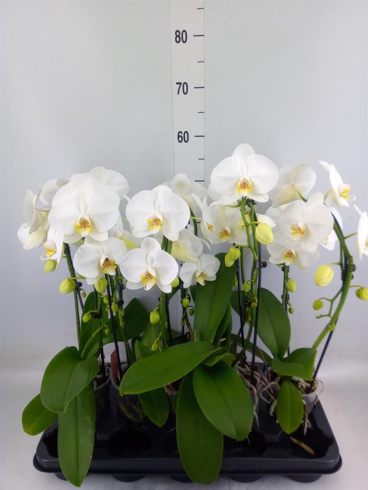 <h4>Phalaenopsis  'Ant Glasgow'</h4>