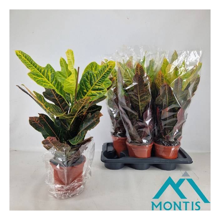 <h4>Codiaeum variegatum Excellent 17Ø 50cm 1pp</h4>