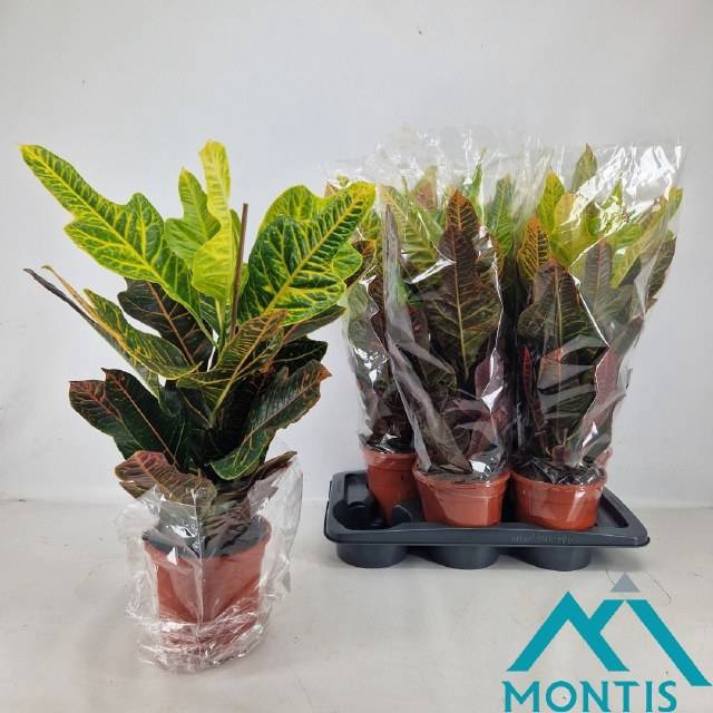 Codiaeum variegatum Excellent 17Ø 50cm 1pp