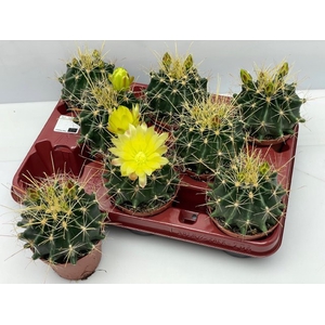 CACTUS BLOEIEND