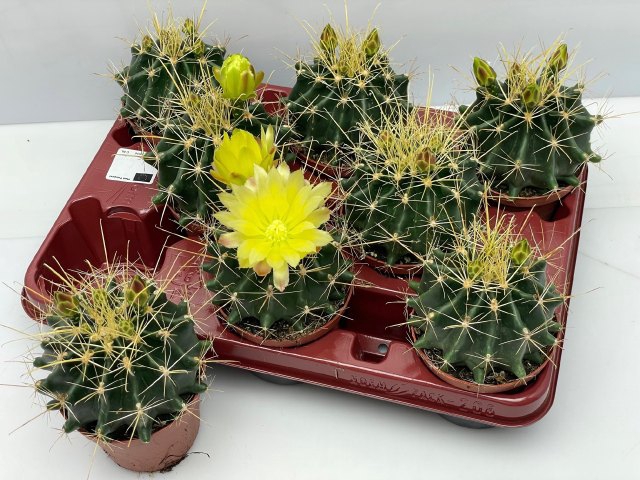 <h4>CACTUS BLOEIEND</h4>