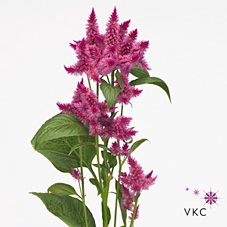 Celosia Sp Celway Purple