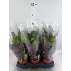 Ctenanthe setosa 'Compactstar'
