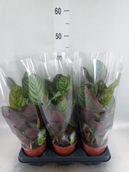 <h4>Ctenanthe setosa 'Compactstar'</h4>