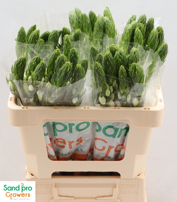 <h4>Ornithogalum thyrsoides 'Milky Way'</h4>