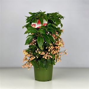 Ardisia crenata Bospremium Salmon 2024