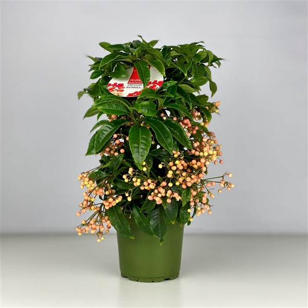 <h4>Ardisia crenata Bospremium Salmon 2024</h4>