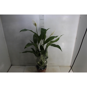 SPATHIPHYLLUM P17 MIN 5 HT COM FLOR