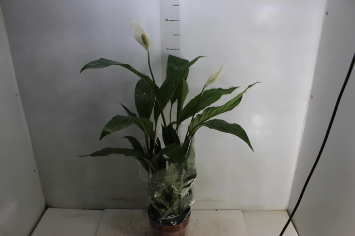 <h4>SPATHIPHYLLUM P17 MIN 5 HT COM FLOR</h4>