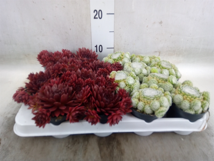 <h4>Sempervivum   ...</h4>