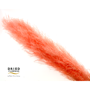 Dried Cortaderia Dadang Salmon