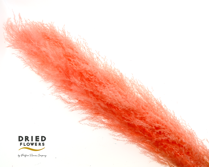 <h4>Dried Cortaderia Dadang Salmon</h4>