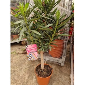 NERI OLEANDER