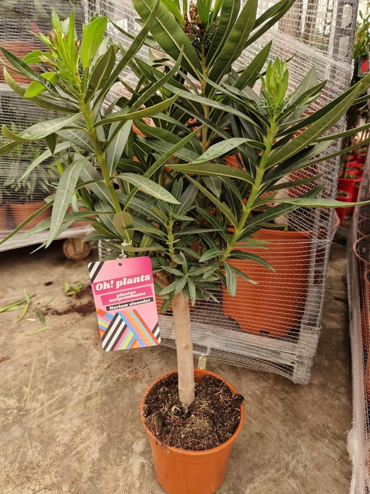 <h4>NERI OLEANDER</h4>