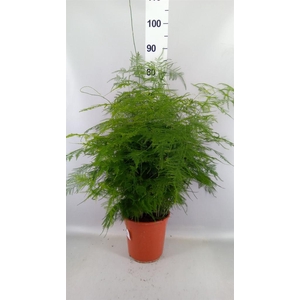 Asparagus setaceus