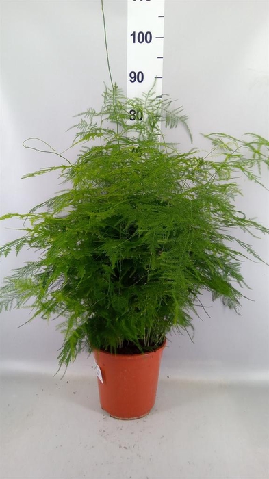 <h4>Asparagus setaceus</h4>