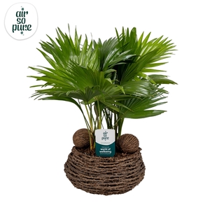 Livistona in caryota 27 cm mand air so pure ASP etiket Air So Pure