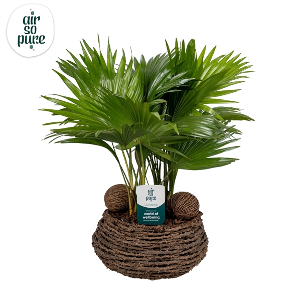 <h4>Livistona in caryota 27 cm mand air so pure ASP etiket Air So Pure</h4>