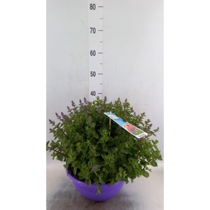 Nepeta faassenii  'Purrsian Blue'