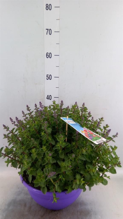 Nepeta faassenii  'Purrsian Blue'