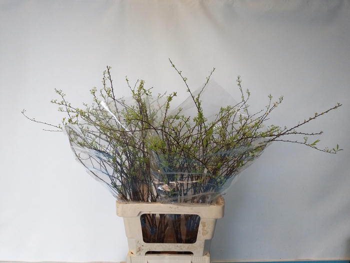 <h4>SPIR C GREFSHEIM</h4>