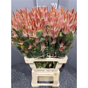 Celosia Celway Salmon