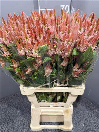 <h4>Celosia Celway Salmon</h4>