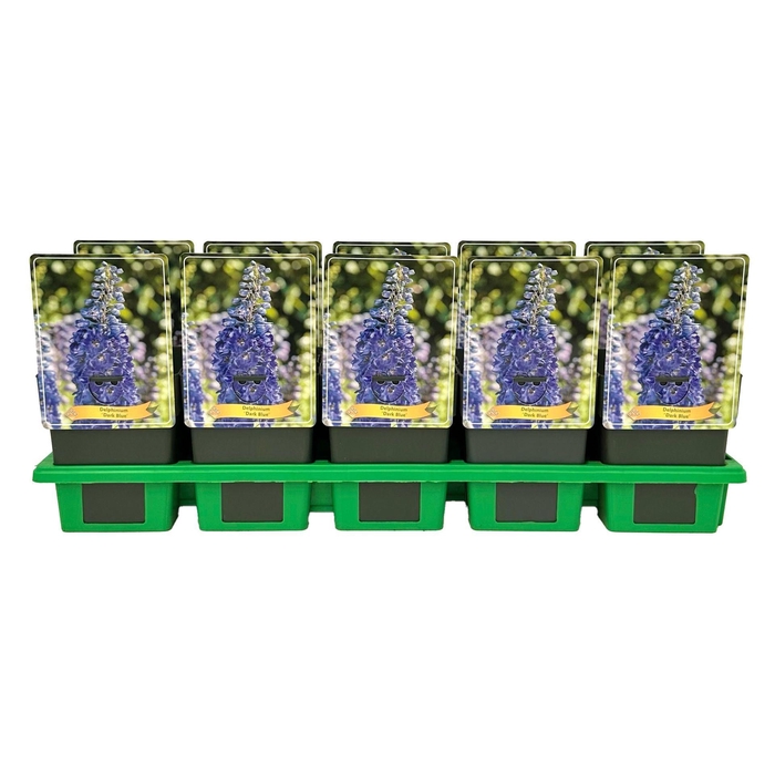 <h4>Delphinium</h4>