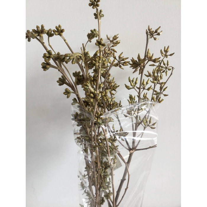 <h4>DRIED FLOWERS - EUCALYPTUS EXOTICO</h4>