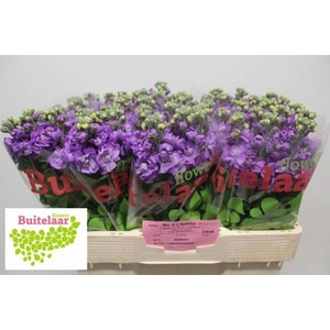 Matth Mathilda Lavender Buitelaar