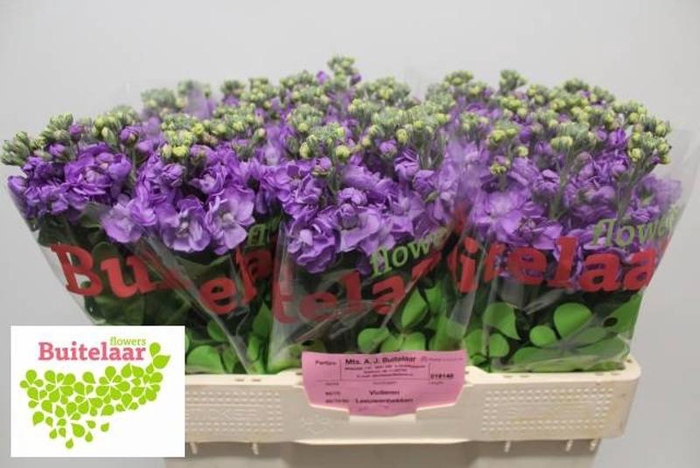 <h4>Matth Mathilda Lavender Buitelaar</h4>