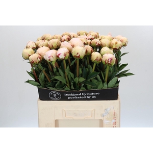 Paeonia Odile