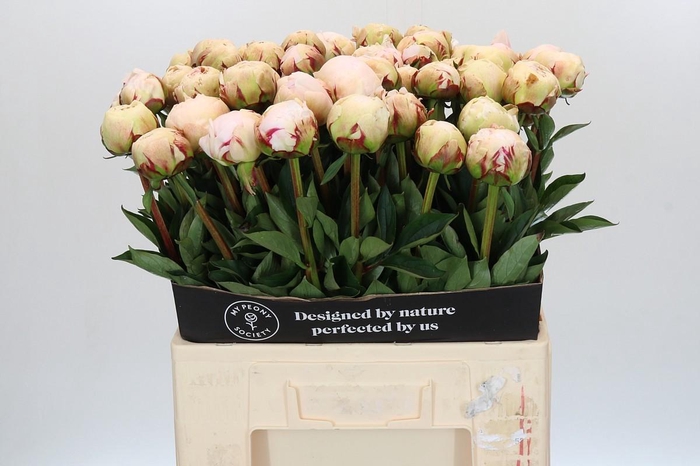 <h4>Paeonia Odile</h4>