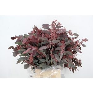 EUC POPULUS BERRY ABS RED 300GR
