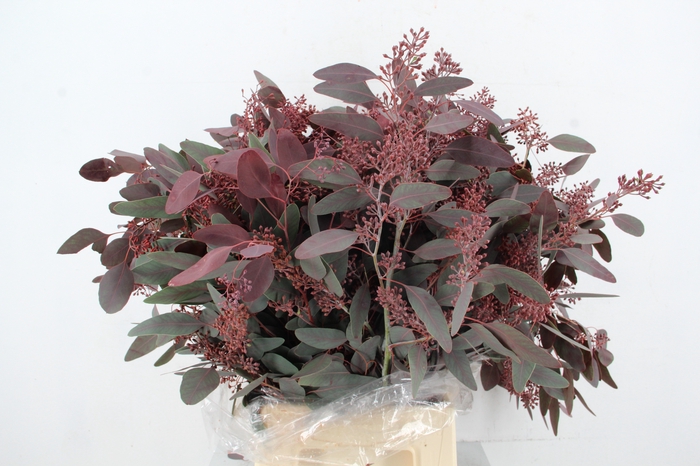 <h4>EUC POPULUS BERRY ABS RED 300GR</h4>