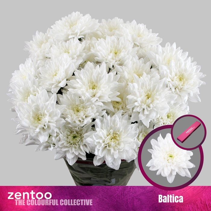 <h4>Chrysanten Chr T Baltica</h4>