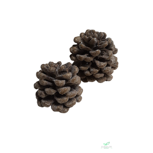 PINECONE WAX SUGARED GOLD 2PCS