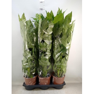 Fatsia japonica   ...