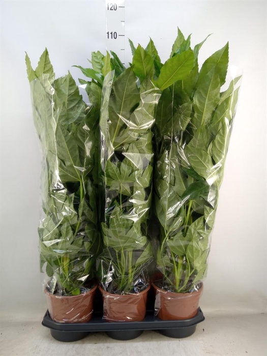 <h4>Fatsia japonica   ...</h4>