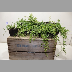 Vinca Minor