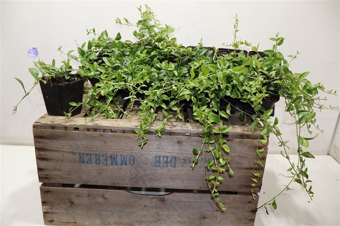 <h4>Vinca Minor</h4>