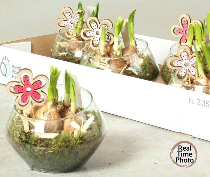 <h4>ARR NARCISSUS</h4>