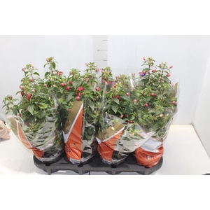 BRINCO DE PRINCESA P15