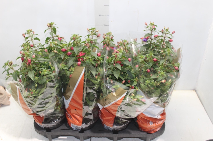 <h4>BRINCO DE PRINCESA P15</h4>