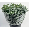 Euc. Cinerea Short