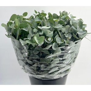 Euc. Cinerea Short Extra