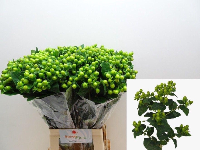 <h4>HYP MAG GREEN POWER</h4>