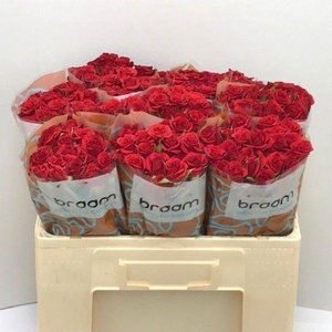 Rosa TR 'Mirabel' BRAAM